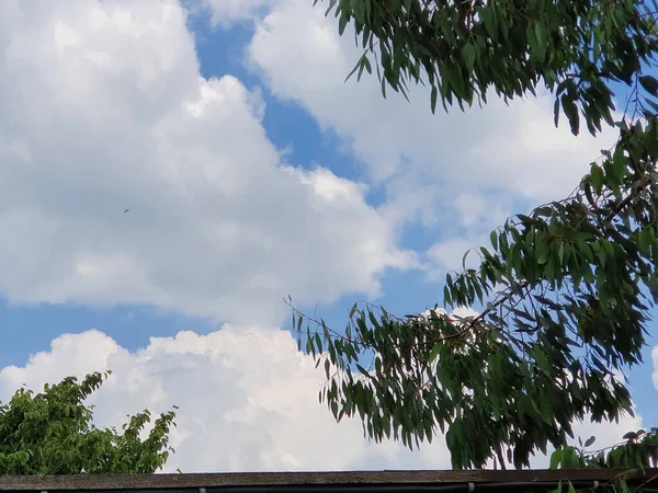 Close Galhos Árvores Contra Céu Nublado — Fotografia de Stock