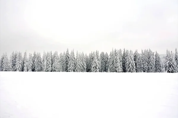 Karla Kaplı Kozalaklı Bir Orman Kışın Manzaralı Doğa — Stok fotoğraf