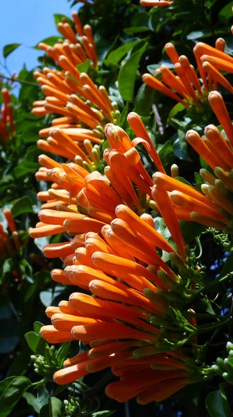 Vertikální Záběr Oranžových Květin Flamevine — Stock fotografie