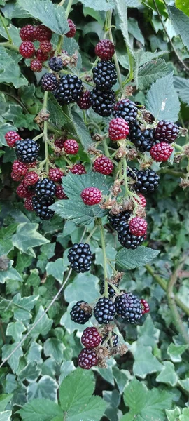 Vertical Shot Red Black Blackberries Green Leaves — Stock Photo, Image