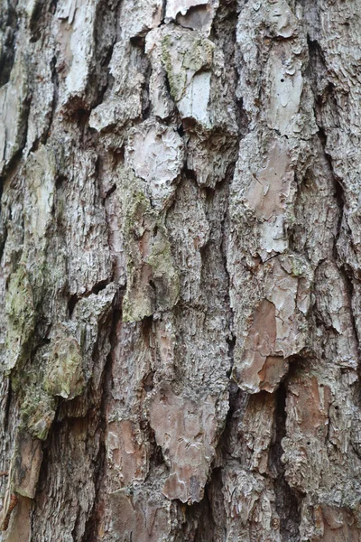 松树树干树皮的特写和森林中苔藓的迹象 — 图库照片