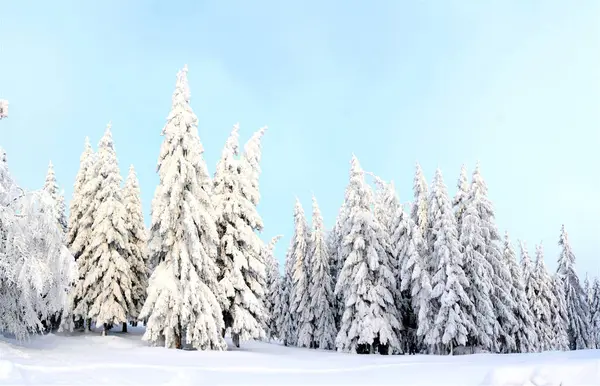 Заснеженный Хвойный Лес Живописная Природа Зимой — стоковое фото