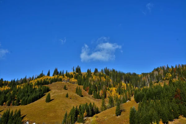 Ein Faszinierender Blick Aus Einem Bunten Tannenwald — Stockfoto