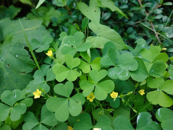 Selective Focus Shot Wood Sorrel Plants Blooming Yellow Flowers Ground — Stock Photo, Image