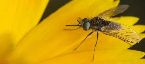 黄色の花に蚊の高角度ショット — ストック写真