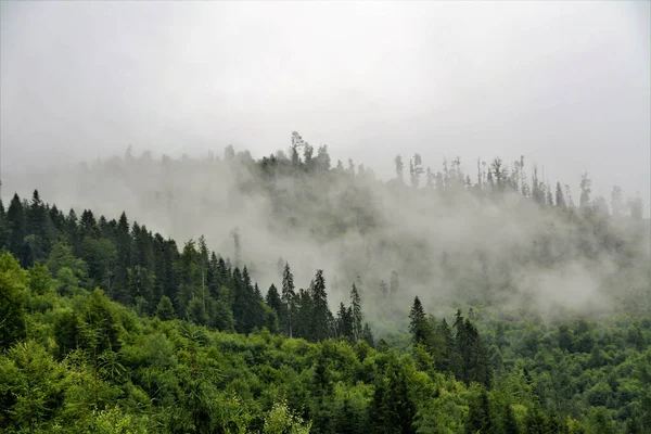 Ein Malerischer Grüner Wald Der Mit Nebel Bedeckt Ist — Stockfoto