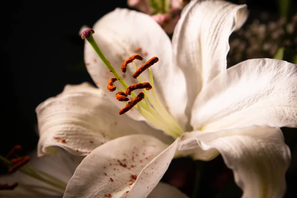 Makroaufnahme Einer Wunderschönen Weißen Lilie Vor Dunklem Hintergrund — Stockfoto