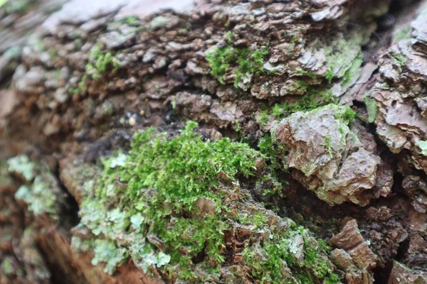 Closeup Pine Tree Trunk Bark Details Hints Moss Forest — Stock Photo, Image