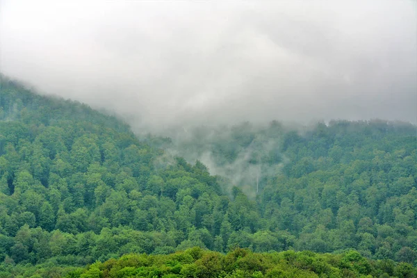 Närbild Grön Skog Täckt Dimma — Stockfoto