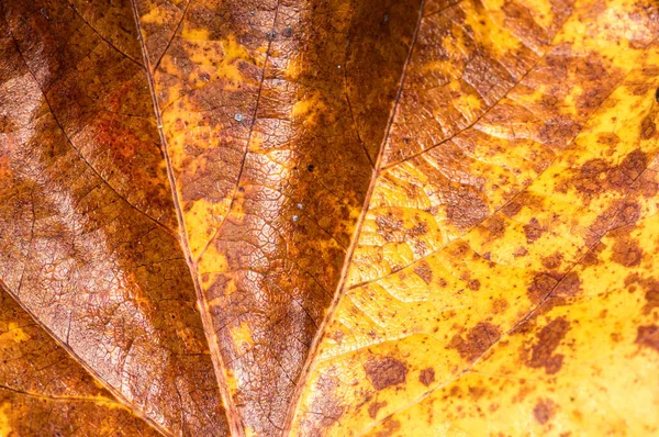 Una Macro Toma Textura Hojas Otoño — Foto de Stock