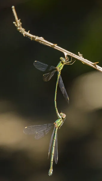Eine Vertikale Selektive Fokusaufnahme Von Odonata Auf Einem Ast — Stockfoto