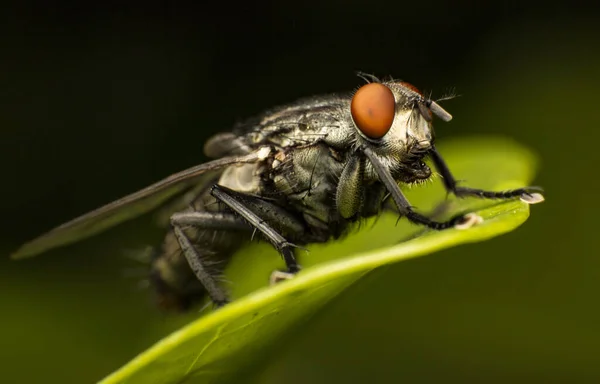 Mise Point Sélective Une Mouche Sur Feuille Verte — Photo