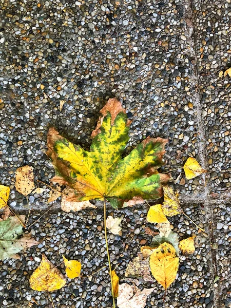 Plan Vertical Une Feuille Érable Sèche Sur Sol — Photo