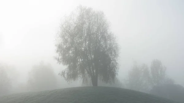 Geada Manhã Sobre Uma Paisagem Com Árvores — Fotografia de Stock