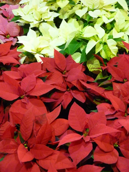 Primer Plano Flores Navidad Rojas Verdes — Foto de Stock