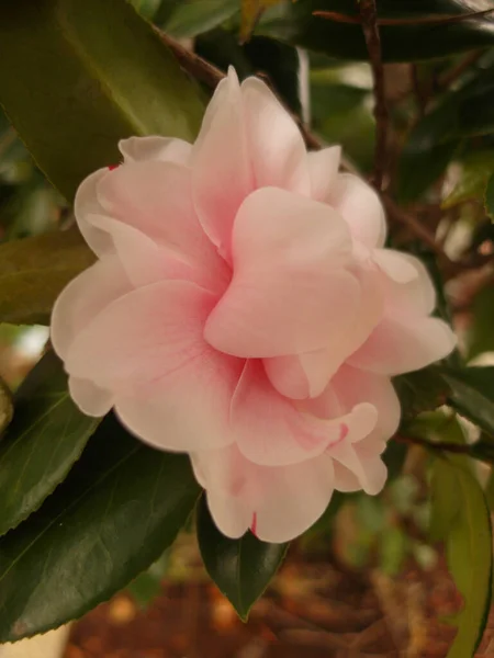 Крупный План Розового Цветка Камелии — стоковое фото