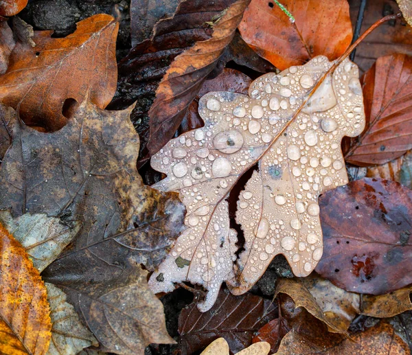 Closeup Shot Autumn Leaves Rain Droplets — Stock Photo, Image