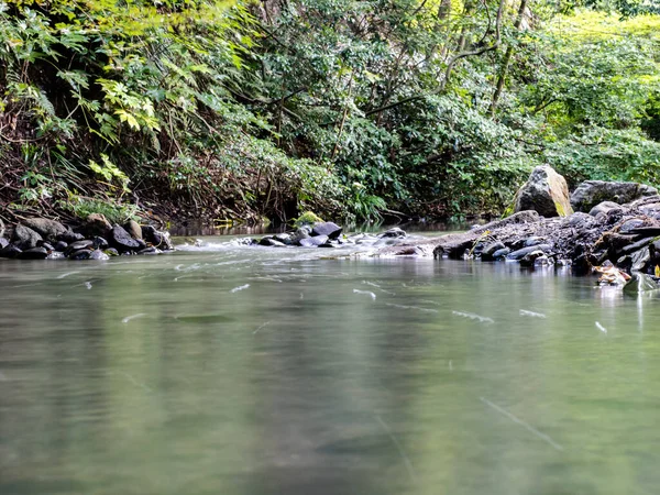 Mała Rzeka Pobliżu Drzew Jingashita Keikoku Park Yokahama Japonia — Zdjęcie stockowe