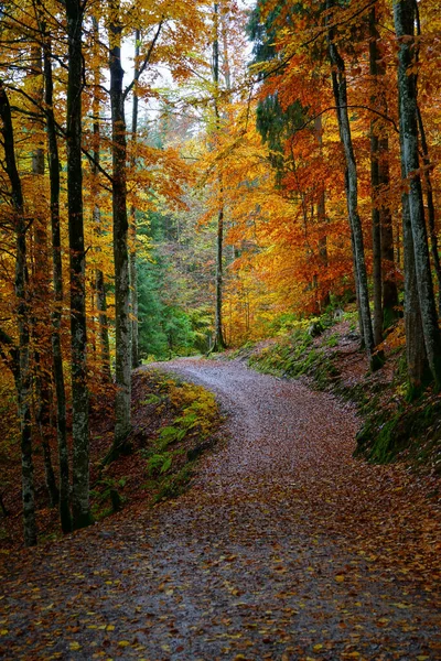 Plan Vertical Sentier Qui Traverse Forêt Automne Près Oberstdorf — Photo