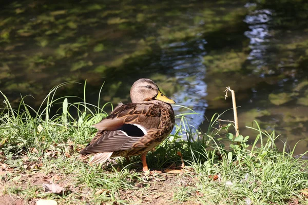 Primer Plano Pato Salvaje Marrón Pie Junto Lago — Foto de Stock