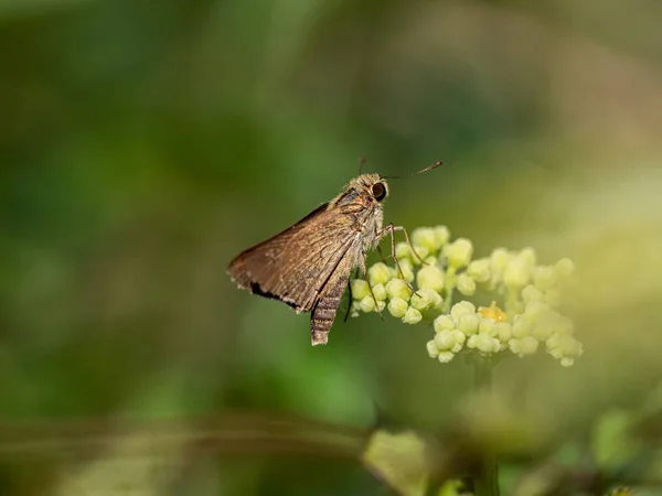 Tiro Close Das Espécies Borboleta Capitão Grama Perto Yokohama Japão — Fotografia de Stock