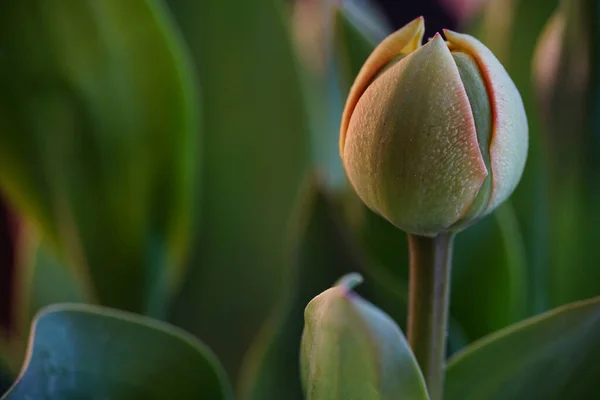 Closeup Shot Closed Blossom — Stock Photo, Image