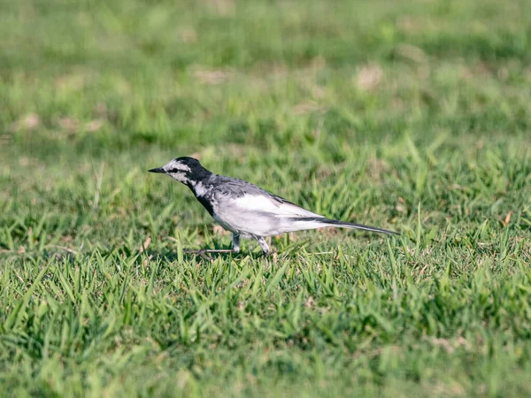 Bílý Ocas Motacilla Alba Zastřiženém Trávníku Jokohamě — Stock fotografie