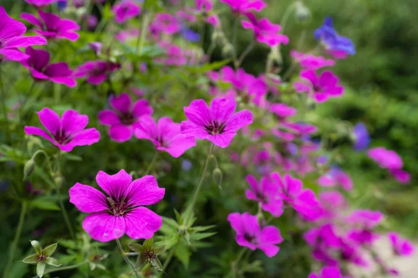 Une Mise Point Sélective Fleurs Géranium Hybrides Violettes Sur Terrain — Photo