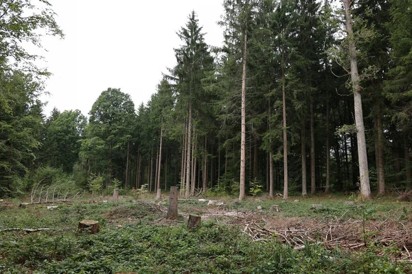 Colpo Verticale Foresta Conifere Semi Disboscata Con Alberi Giganti — Foto Stock