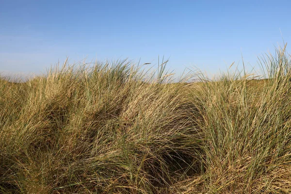 Een Zandkust Van Blavandshuk Bedekt Met Gras Jutland Denemarken — Stockfoto