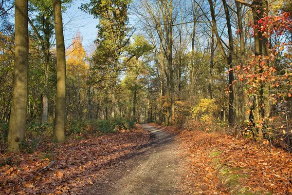 Vacker Bild Gångväg Höstskogen — Stockfoto