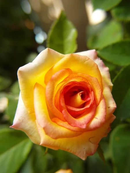 Крупним Планом Вертикальний Знімок Барвистої Квітки Троянди Розквіті — стокове фото