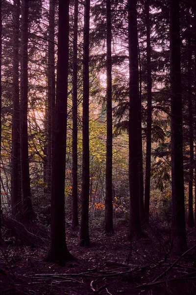 Cenário Dramático Temperamental Folhas Outono Floresta Bacton Woolds Reino Unido — Fotografia de Stock