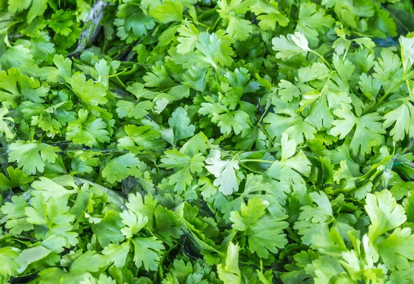 Primer Plano Cilantro Verde Fresco Una Tienda — Foto de Stock