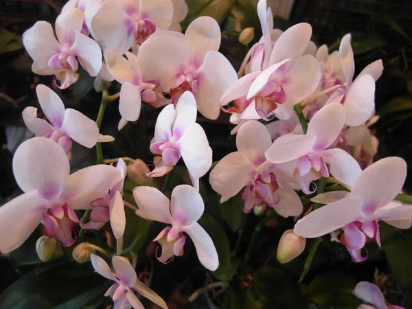 Primer Plano Orquídeas Phalaenopsis Lila — Foto de Stock