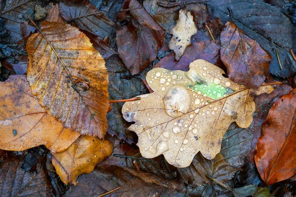 Weathered Autumn Leaves Rain Droplets — Stock Photo, Image