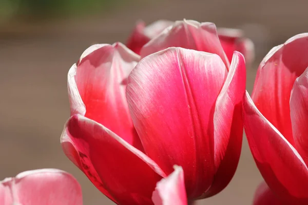 Primer Plano Hermosos Tulipanes Rosados Jardín — Foto de Stock