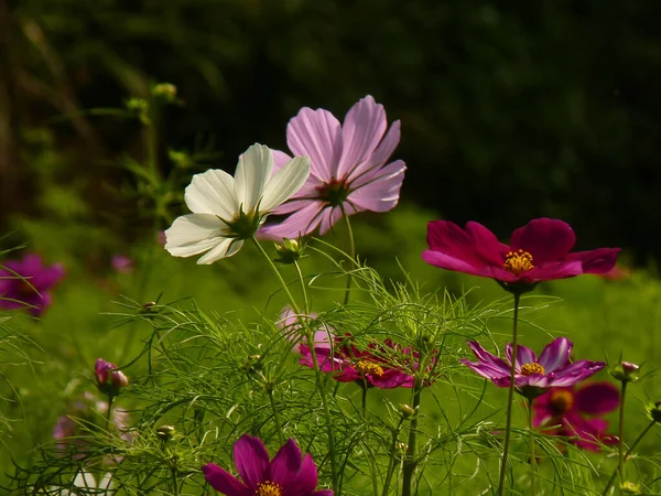 Eine Nahaufnahme Von Einem Schönen Bunten Kosmos Blumen Einem Sommerfeld — Stockfoto