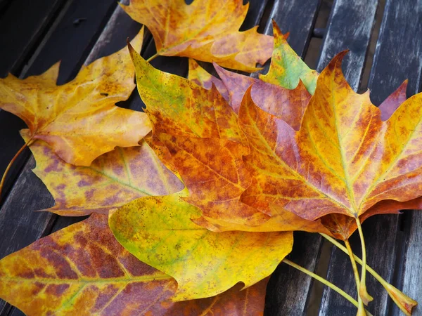 Eine Nahaufnahme Von Schönen Goldgelben Herbstblättern Auf Einer Holzbank — Stockfoto