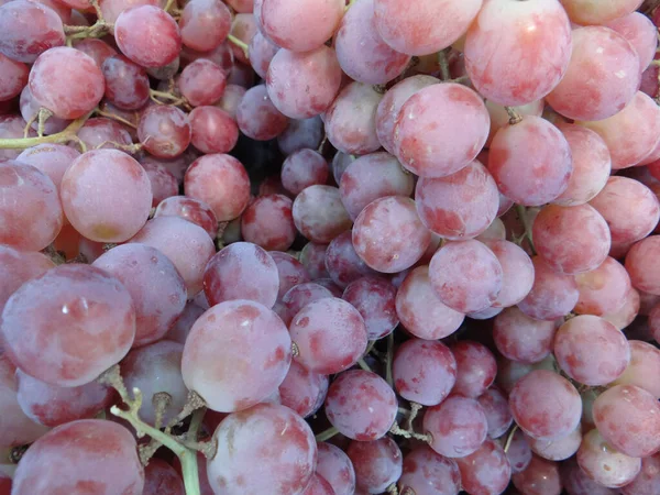 Eine Nahaufnahme Von Einem Reifen Frisch Geernteten Weinbrunch Kann Als — Stockfoto