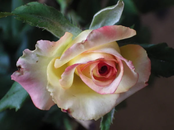 Eine Ansicht Von Oben Über Eine Schöne Blühende Einzelne Rosenblume — Stockfoto