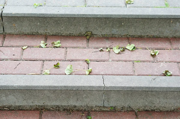Close Escadas Concreto Com Folhas Caídas — Fotografia de Stock