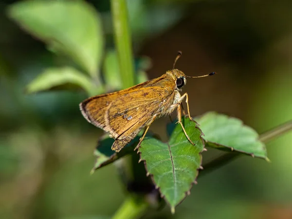 Tiro Close Das Espécies Borboleta Capitão Grama Perto Yokohama Japão — Fotografia de Stock