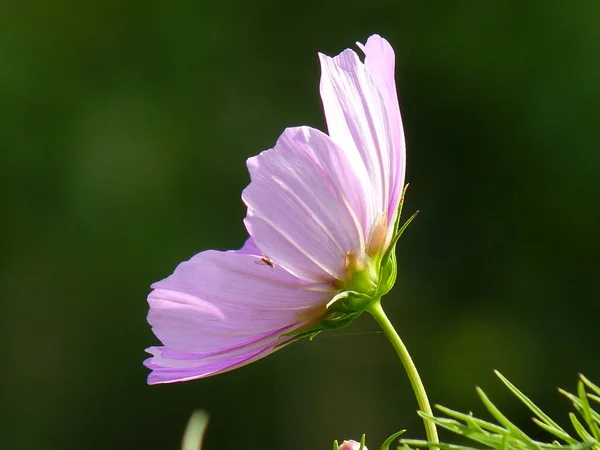 Egy Közeli Felvétel Egyetlen Megvilágított Kozmosz Virág Természet Háttere — Stock Fotó