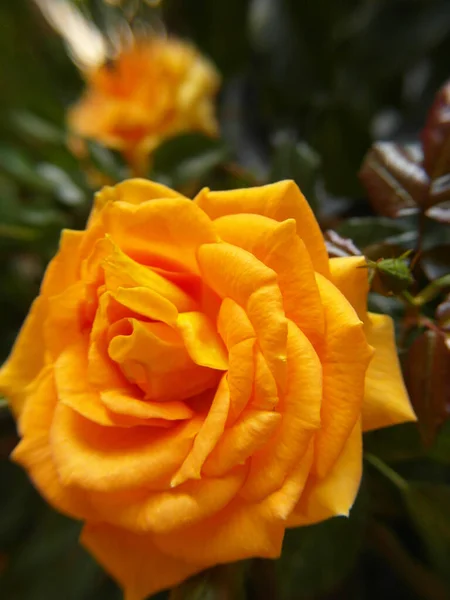 Zbliżenie Pionowe Ujęcie Żółtego Delikatnego Kwiatu Róży Kwiecie — Zdjęcie stockowe