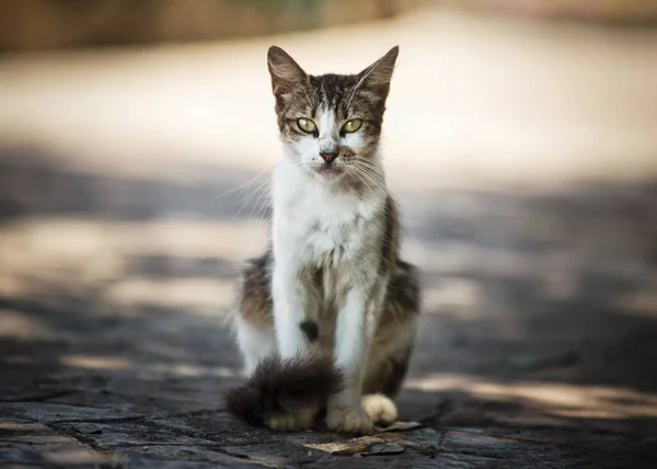 Retrato Cerca Lindo Gato Mirando Cámara — Foto de Stock