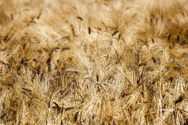 Selektivní Zaměření Detailu Pšenice Poli — Stock fotografie