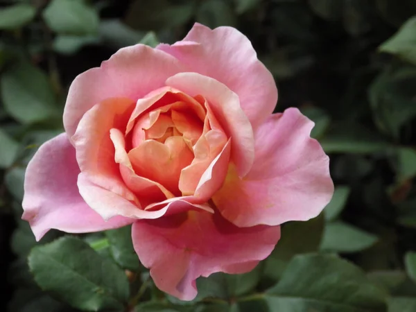 Primer Plano Delicada Flor Rosa Jardín — Foto de Stock