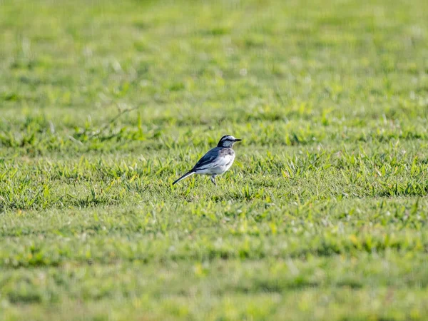 Une Limande Blanche Motacilla Alba Sur Une Pelouse Coupée Yokohama — Photo