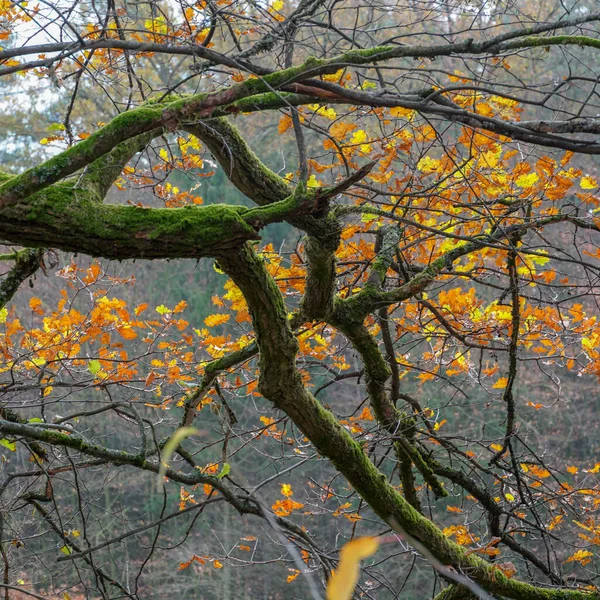 Meczetowe Gałęzie Drzew Kolorowymi Liśćmi — Zdjęcie stockowe